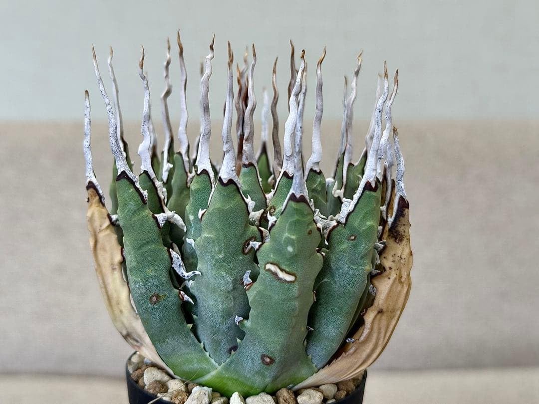 Amazon｜アガベ ユタエンシス エボリスピナ 現地株 発根済｜観葉植物